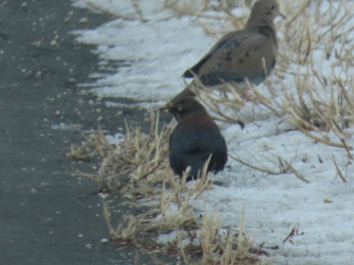 Brewer's Blackbird - ML646207456