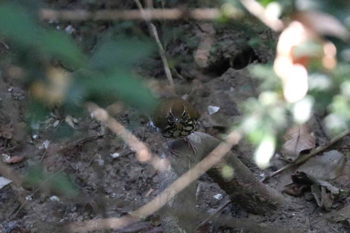 Wood Thrush - ML646207458