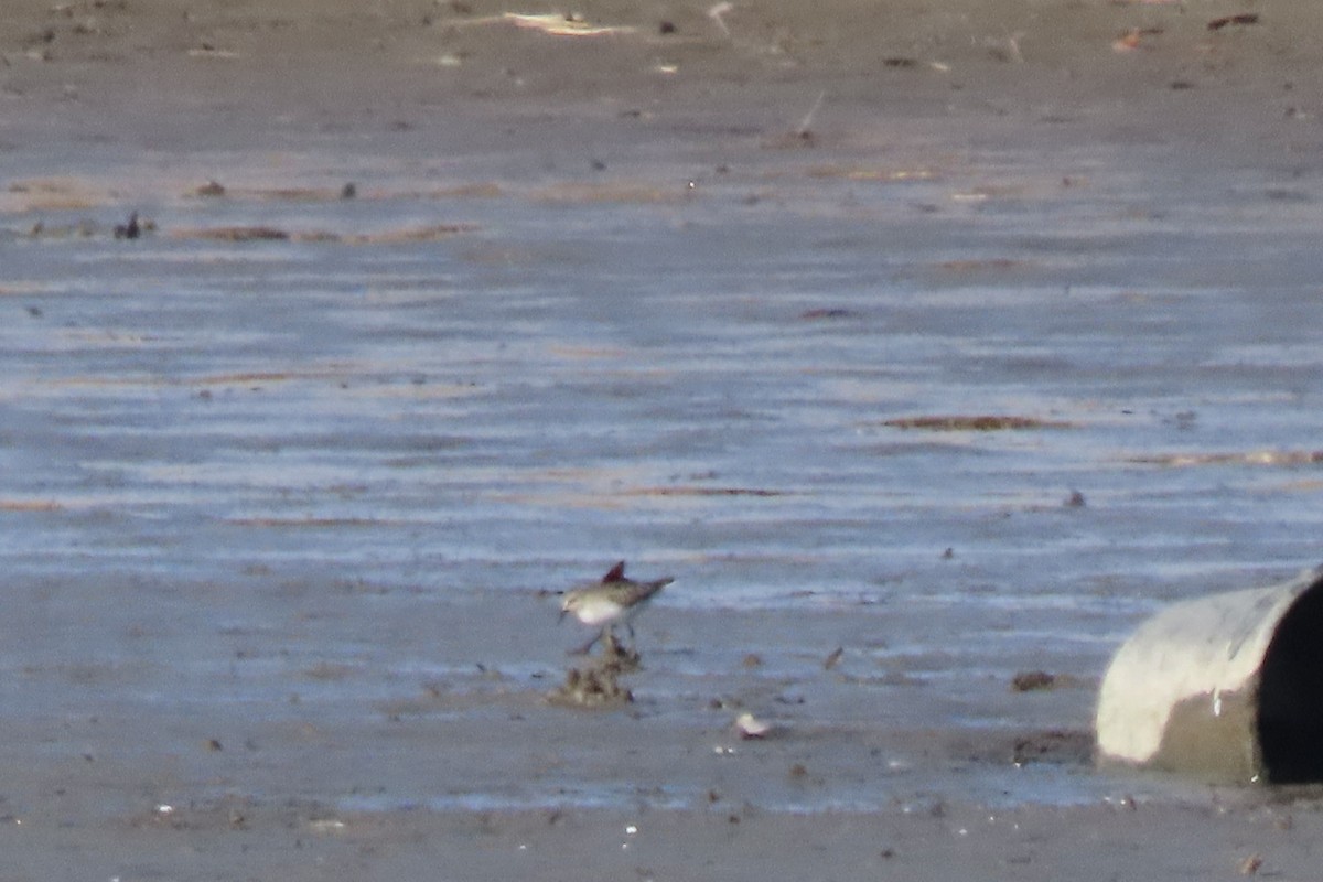 Least Sandpiper - ML646207459