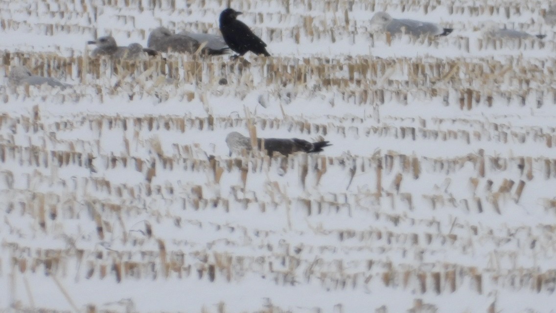 Lesser Black-backed Gull - ML646207469