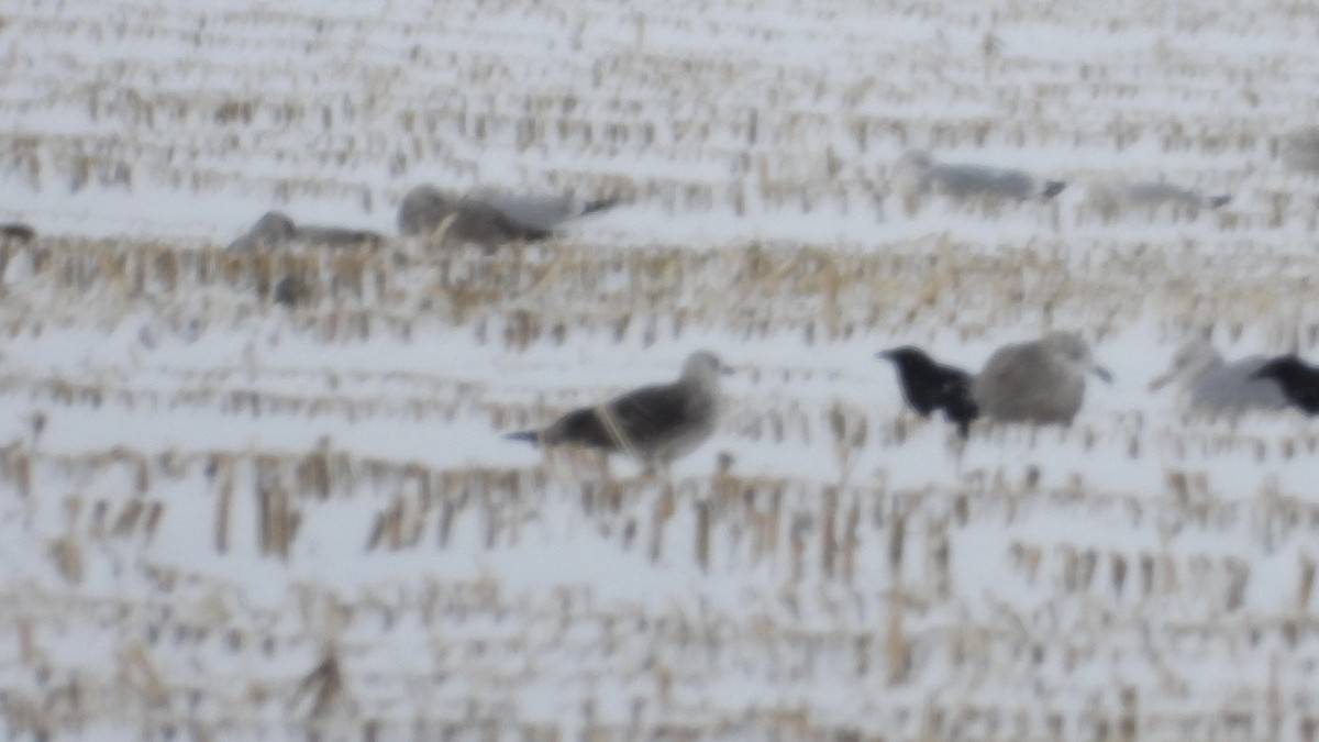 Lesser Black-backed Gull - ML646207470