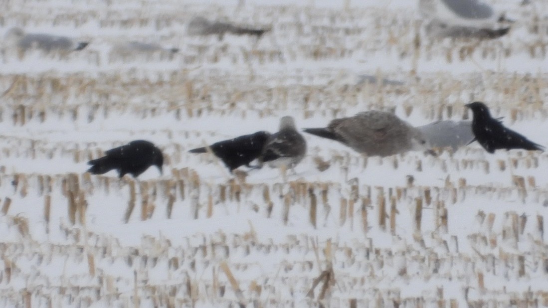 Lesser Black-backed Gull - ML646207471