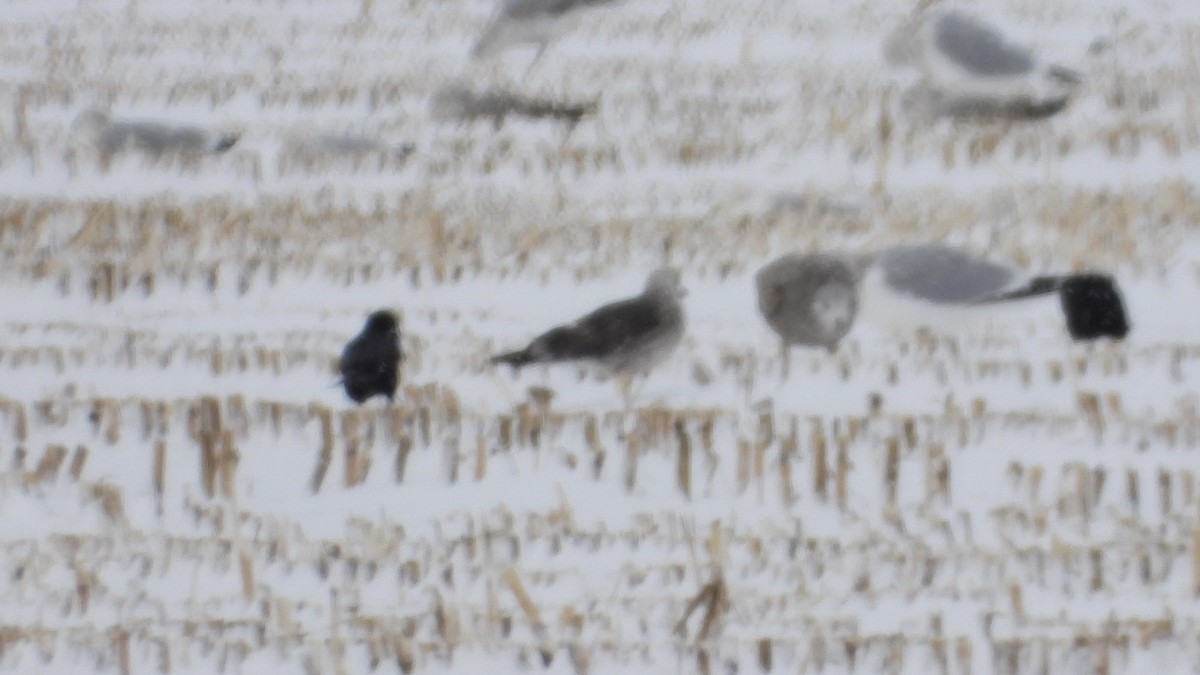 Lesser Black-backed Gull - ML646207472