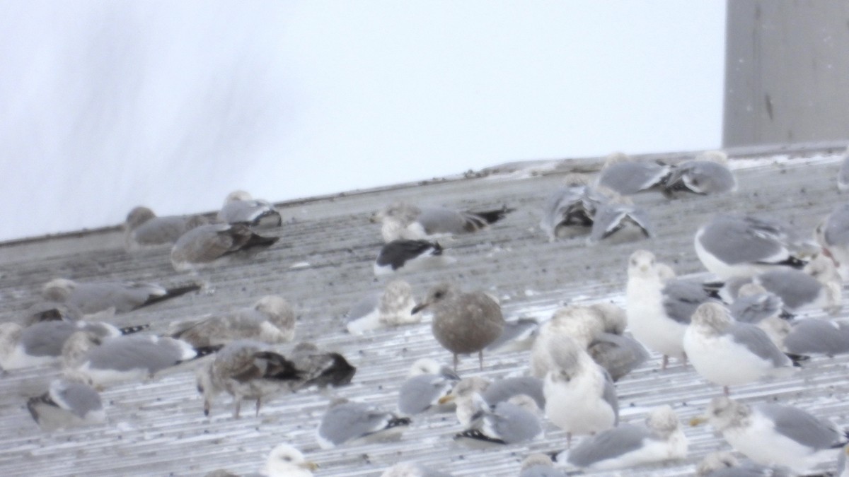 Lesser Black-backed Gull - ML646207473