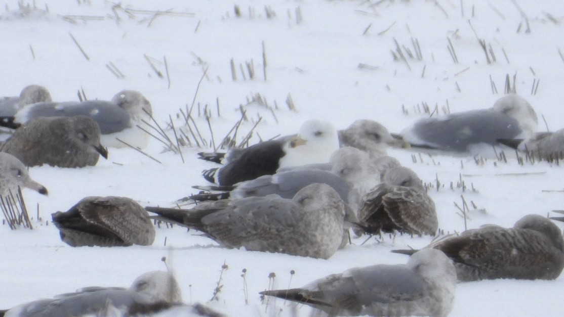 Great Black-backed Gull - ML646207474