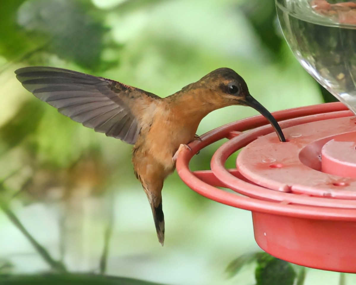 Bronzy Hermit - ML646207475