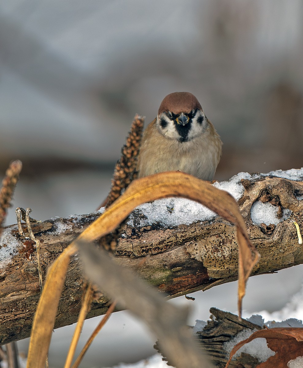 Eurasian Tree Sparrow - ML646207477