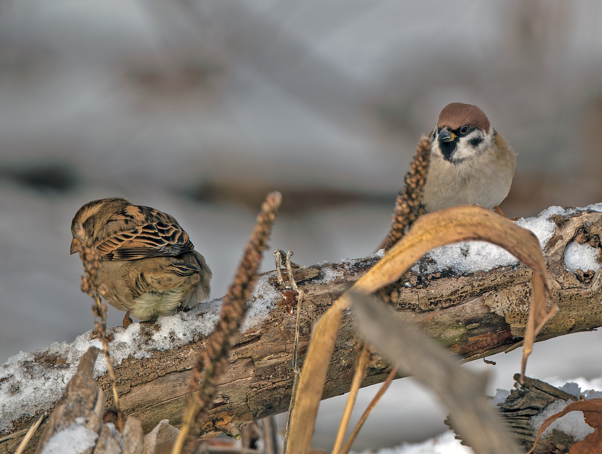 Eurasian Tree Sparrow - ML646207478