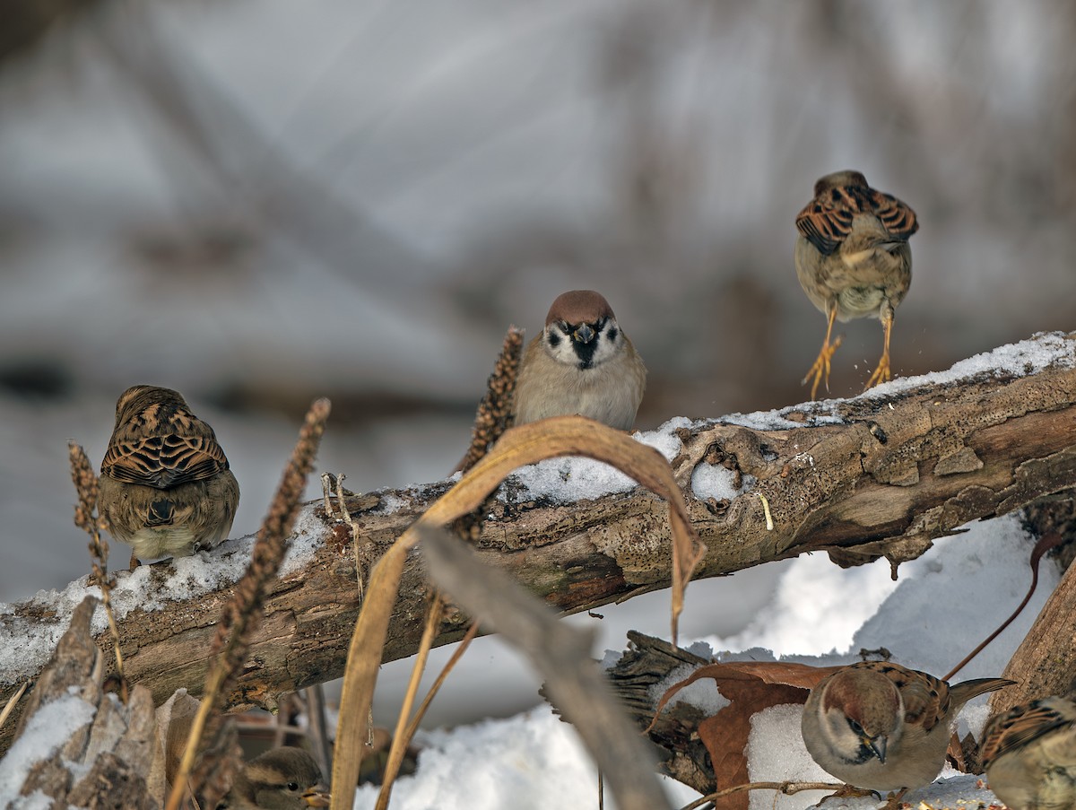 Eurasian Tree Sparrow - ML646207479