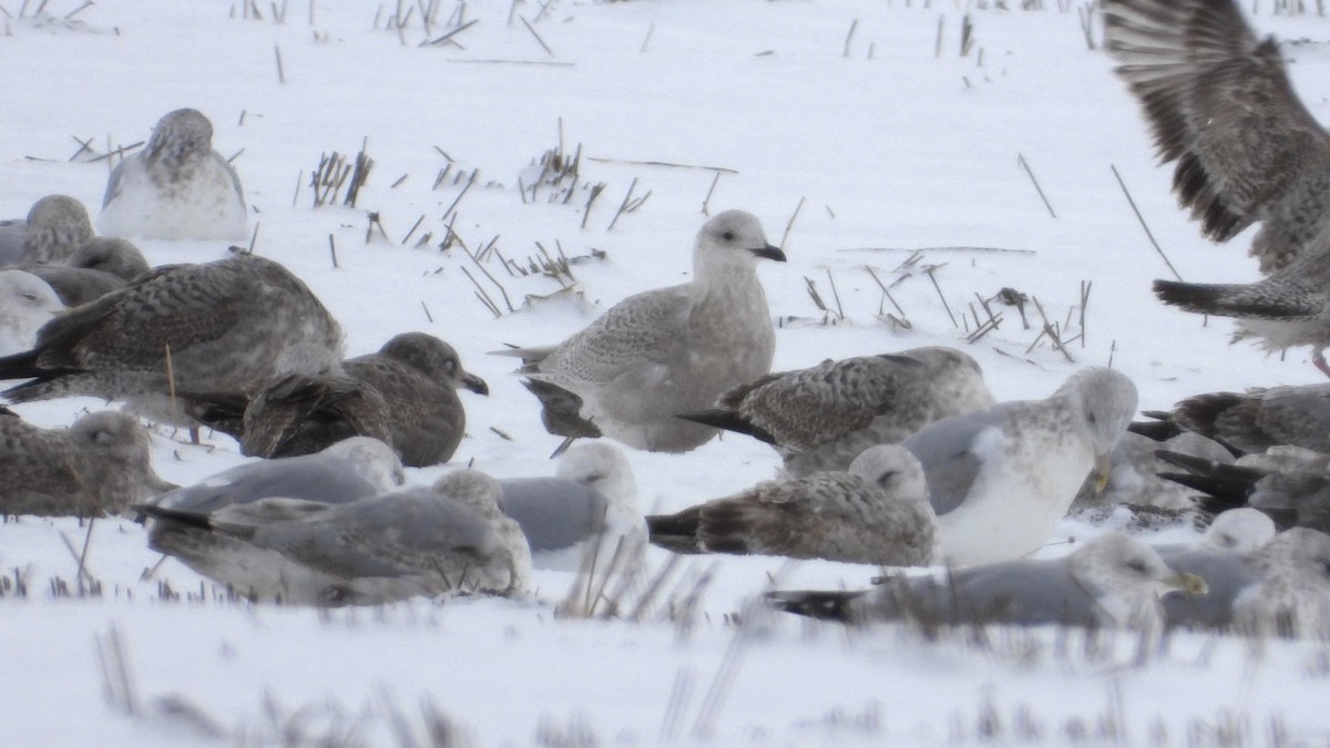 Iceland Gull - ML646207485