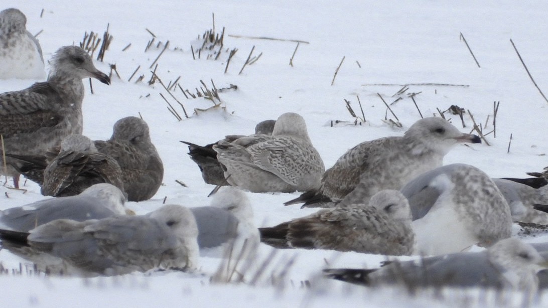Iceland Gull - ML646207486