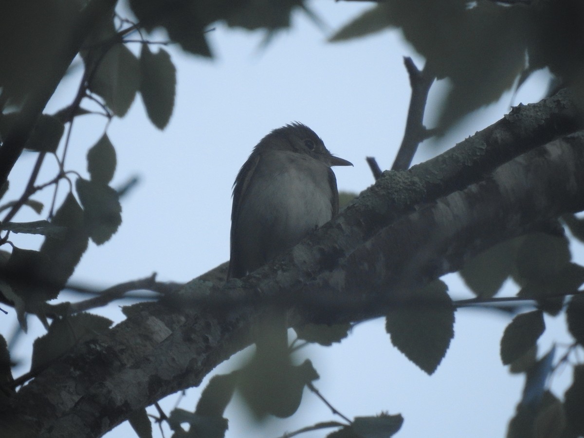 Buchenschnäppertyrann - ML646207487