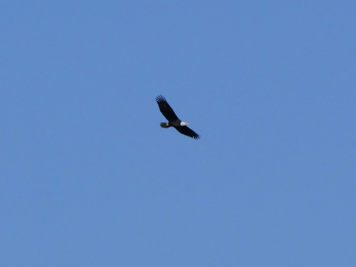 Bald Eagle - ML646207491