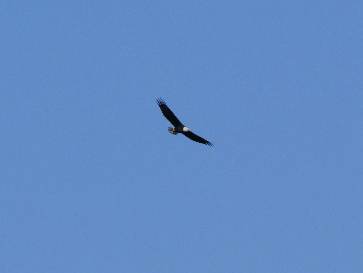 Bald Eagle - ML646207493