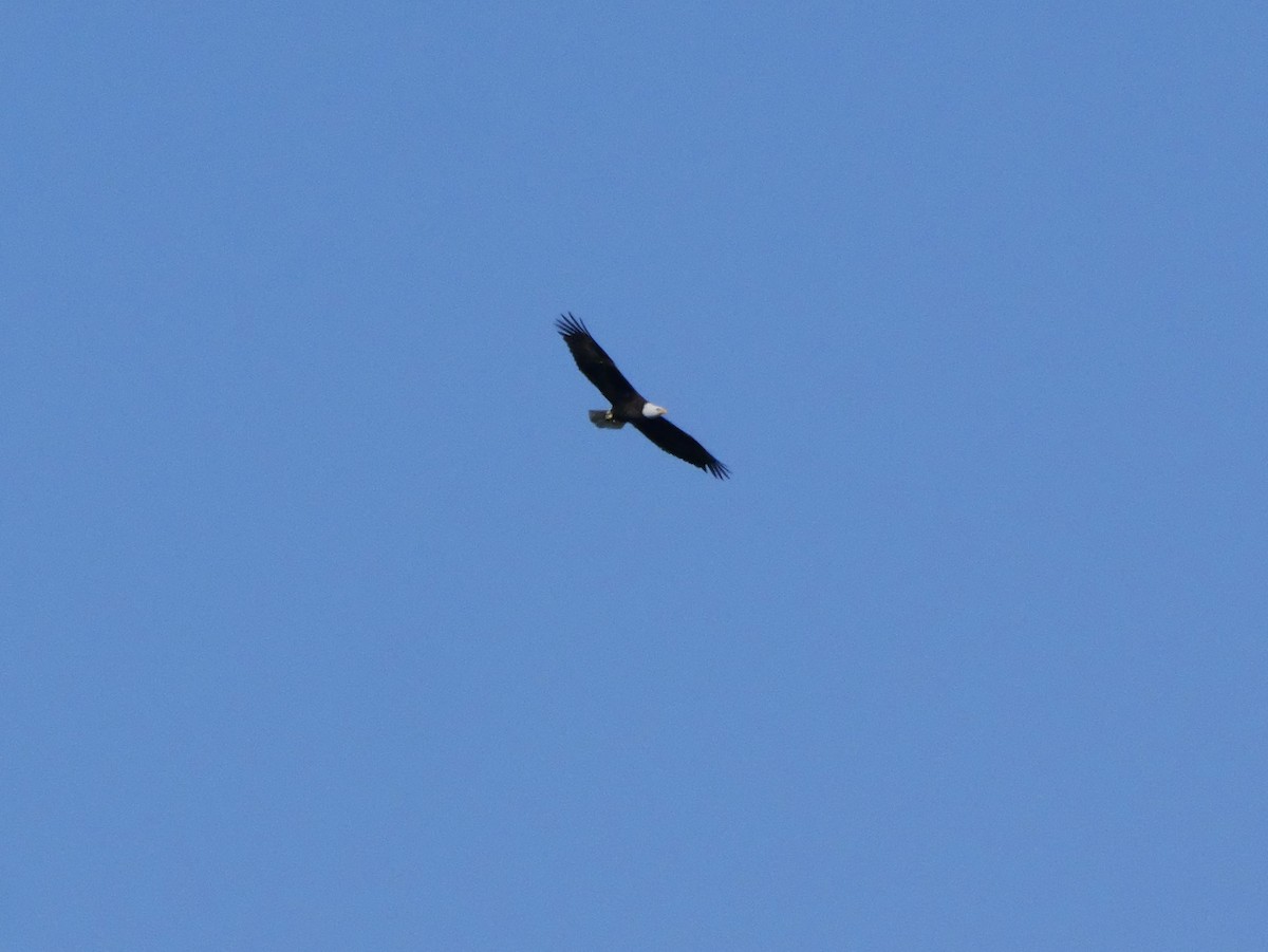 Bald Eagle - ML646207494