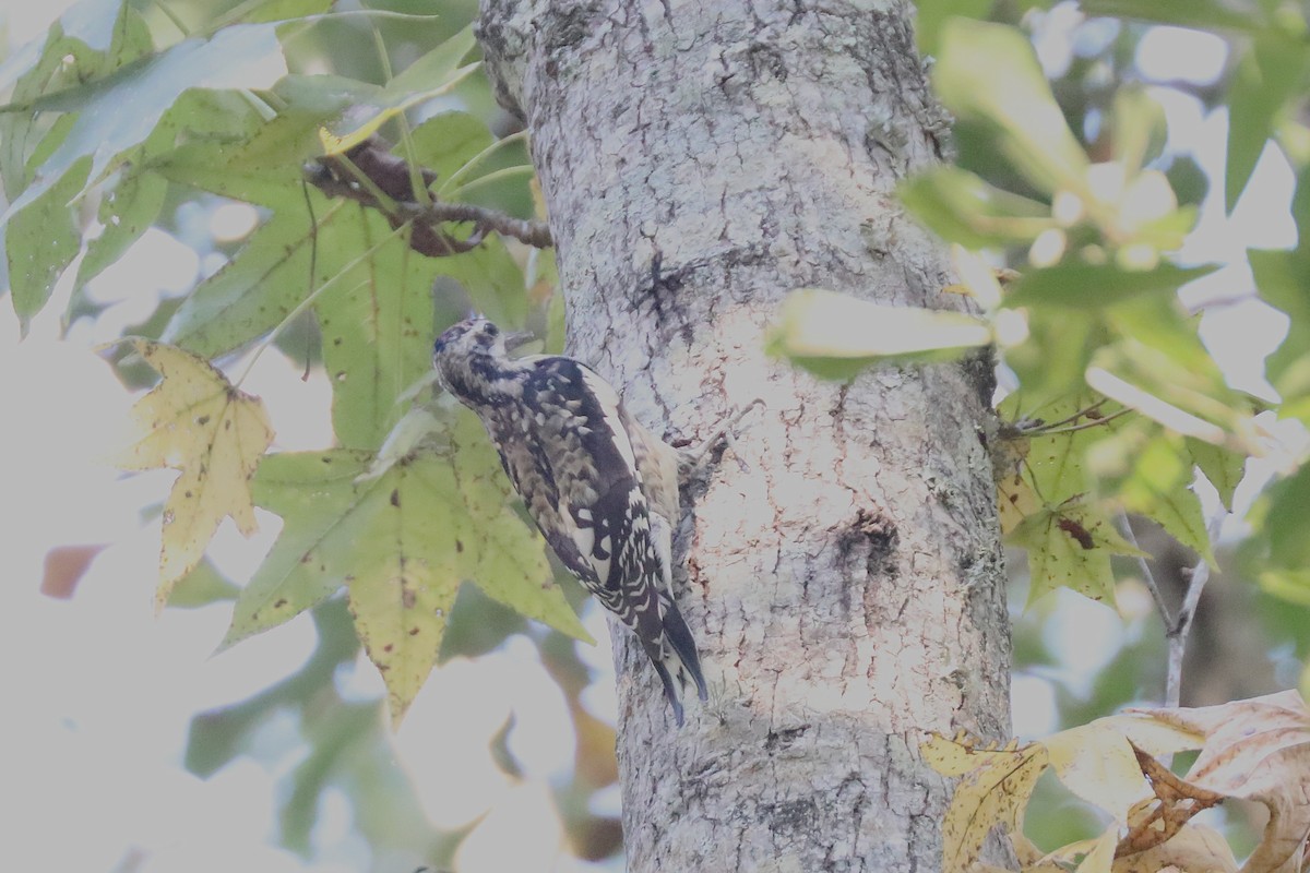 Yellow-bellied Sapsucker - ML646207496