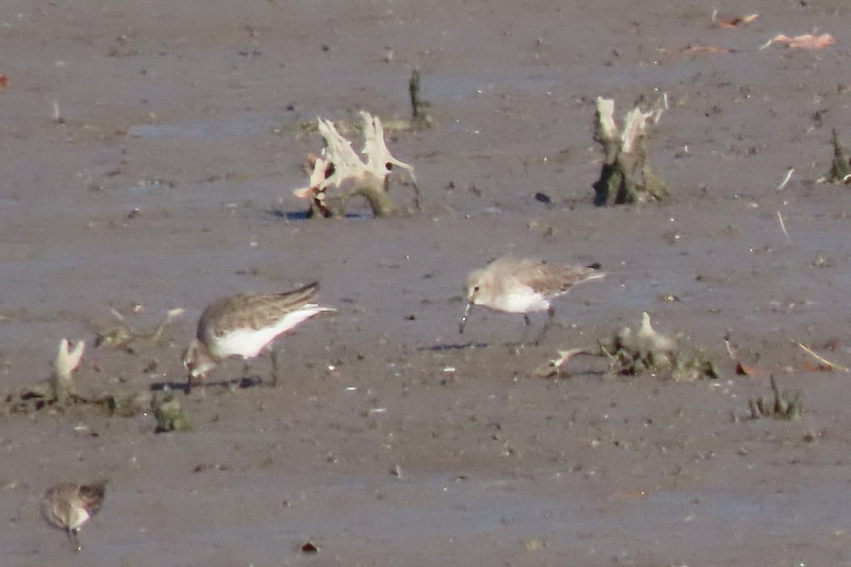 Dunlin - ML646207501