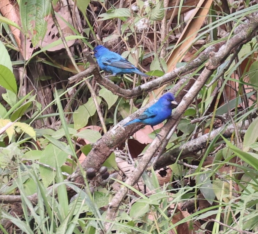 Indigo Bunting - ML646207505