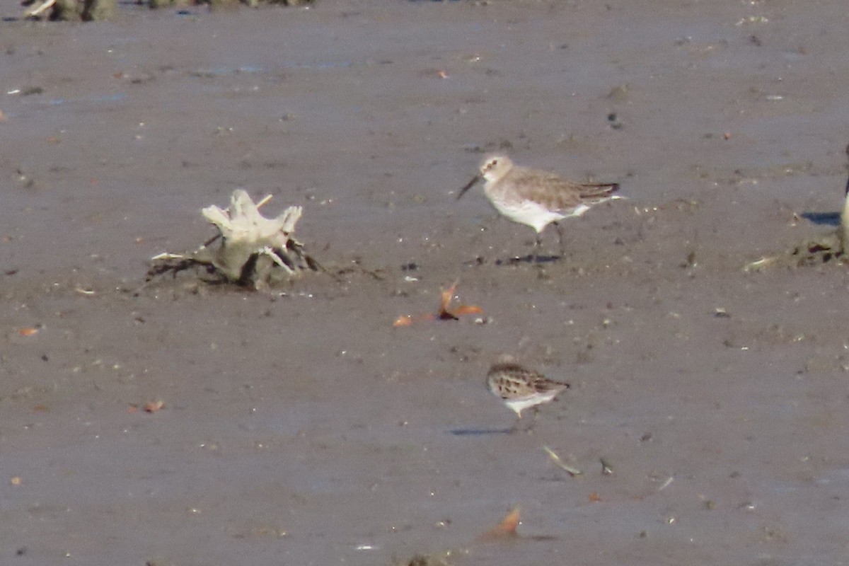 Dunlin - ML646207509