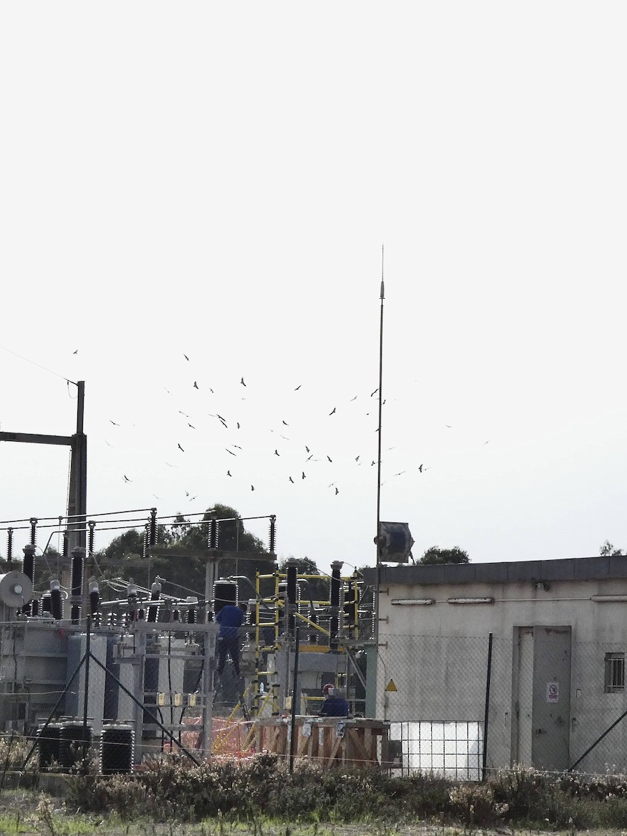 Eurasian Griffon - ML646207510