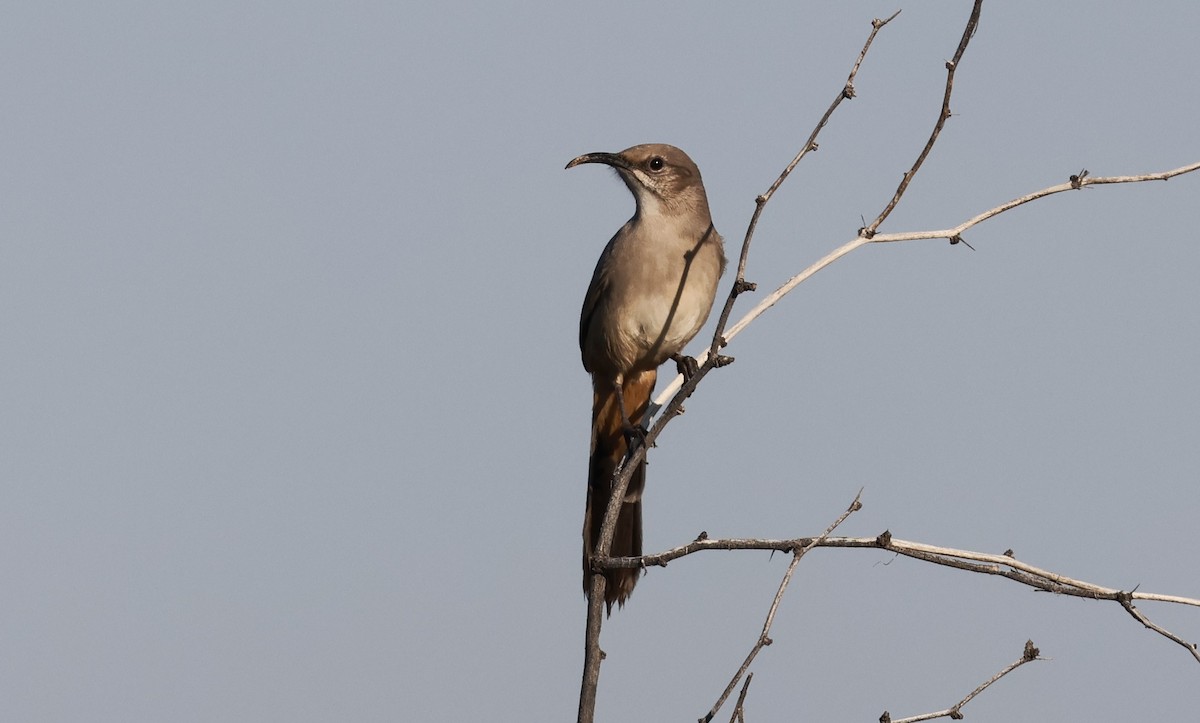 LeConte's Thrasher - ML646207511
