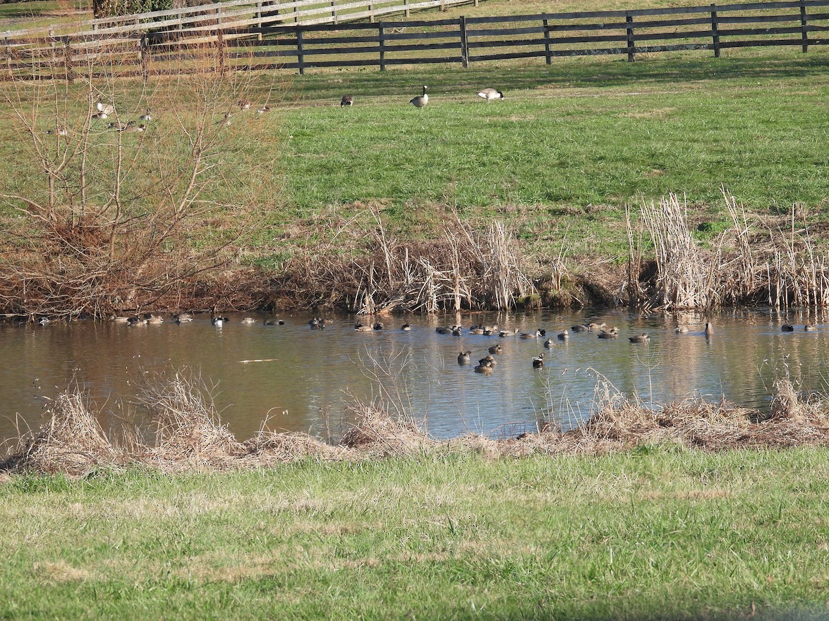 Gadwall - ML646207513