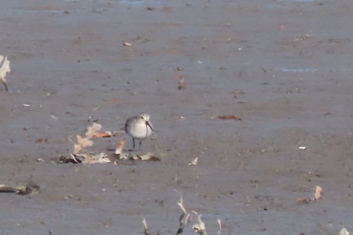 Dunlin - ML646207515