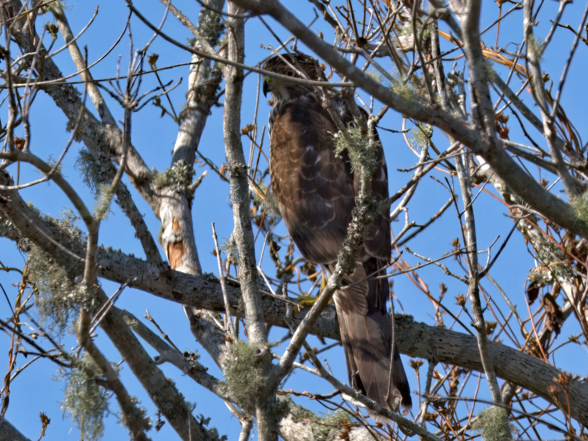 Cooper's Hawk - ML646207516