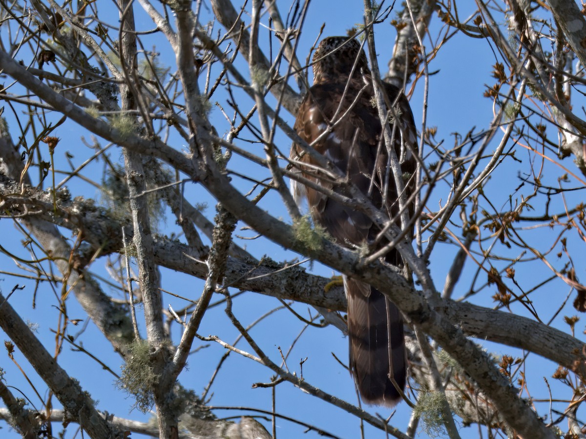 Cooper's Hawk - ML646207517