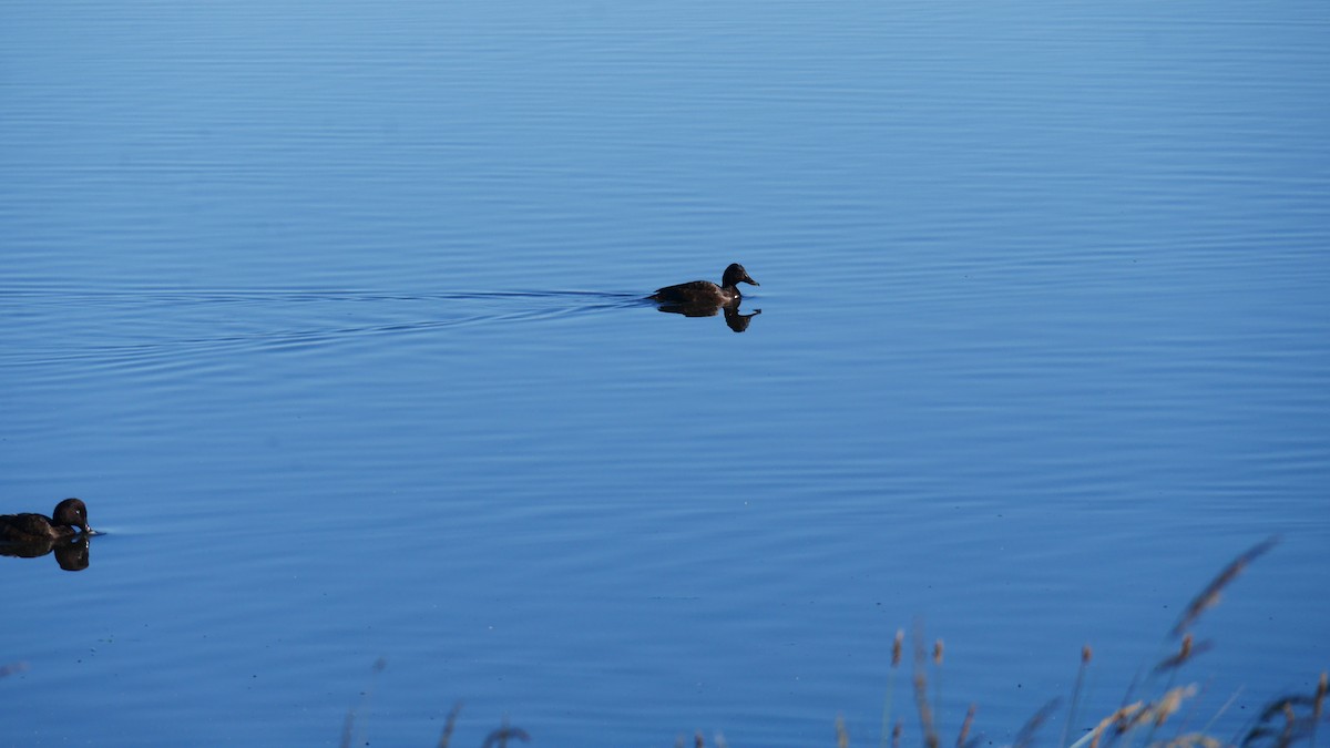 Hardhead - ML646207520