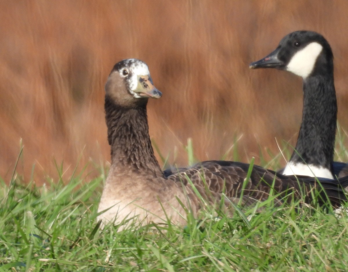 Greater White-fronted Goose - ML646207536