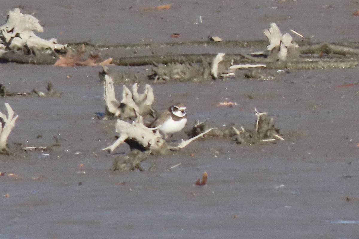 Semipalmated Plover - ML646207537