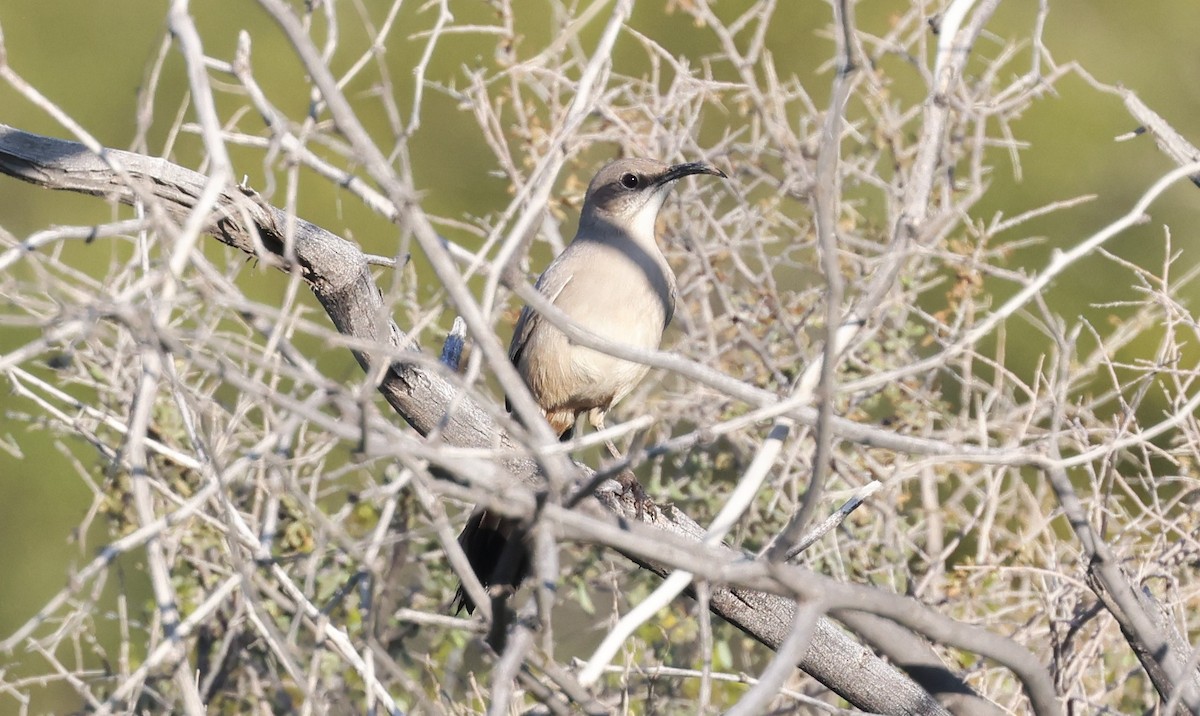 LeConte's Thrasher - ML646207539