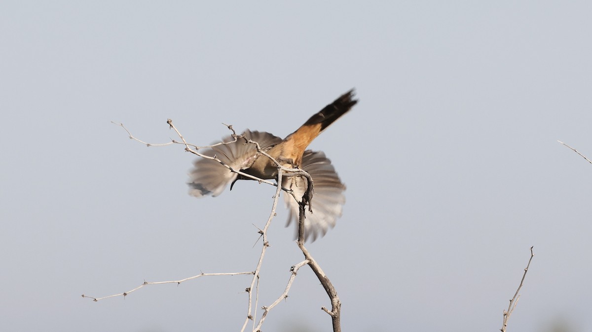 LeConte's Thrasher - ML646207541