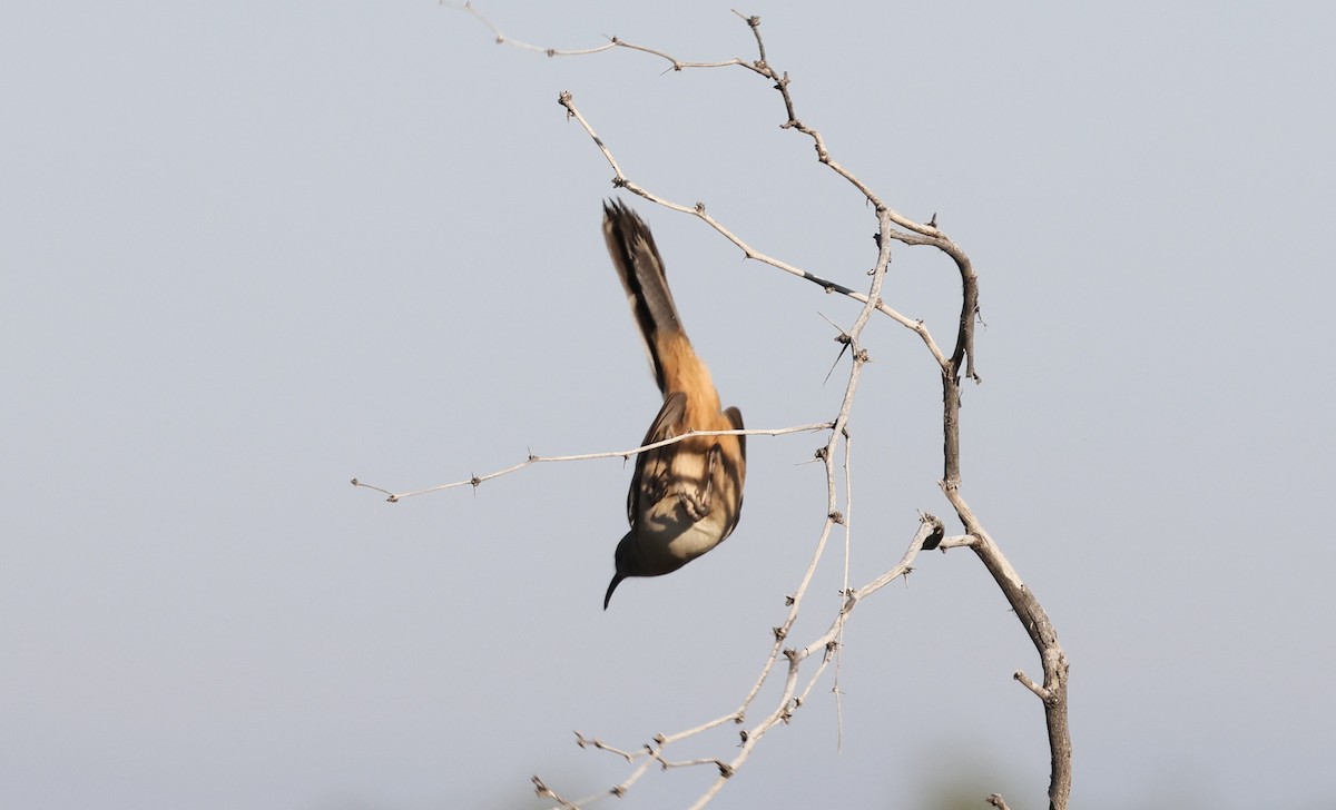 LeConte's Thrasher - ML646207542