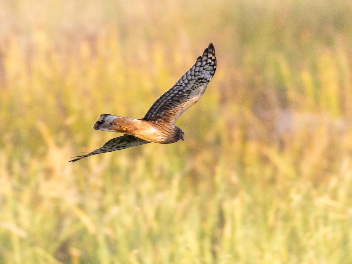Northern Harrier - ML646207544