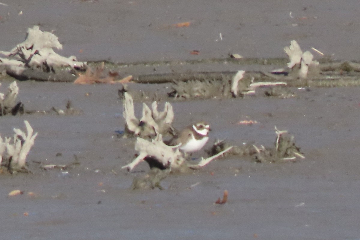 Semipalmated Plover - ML646207554