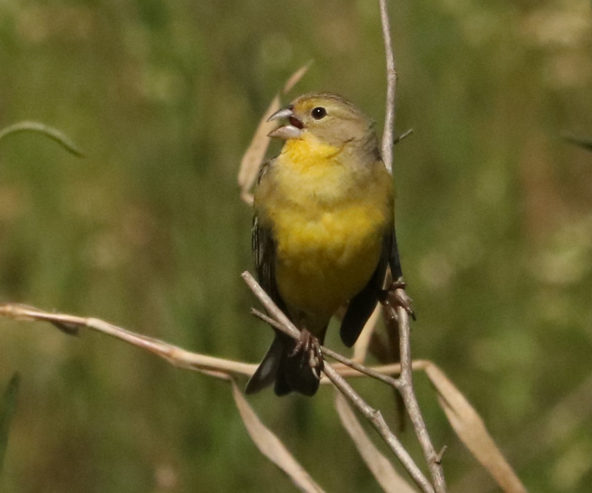 Kurzschnabel-Gilbtangare - ML646207562