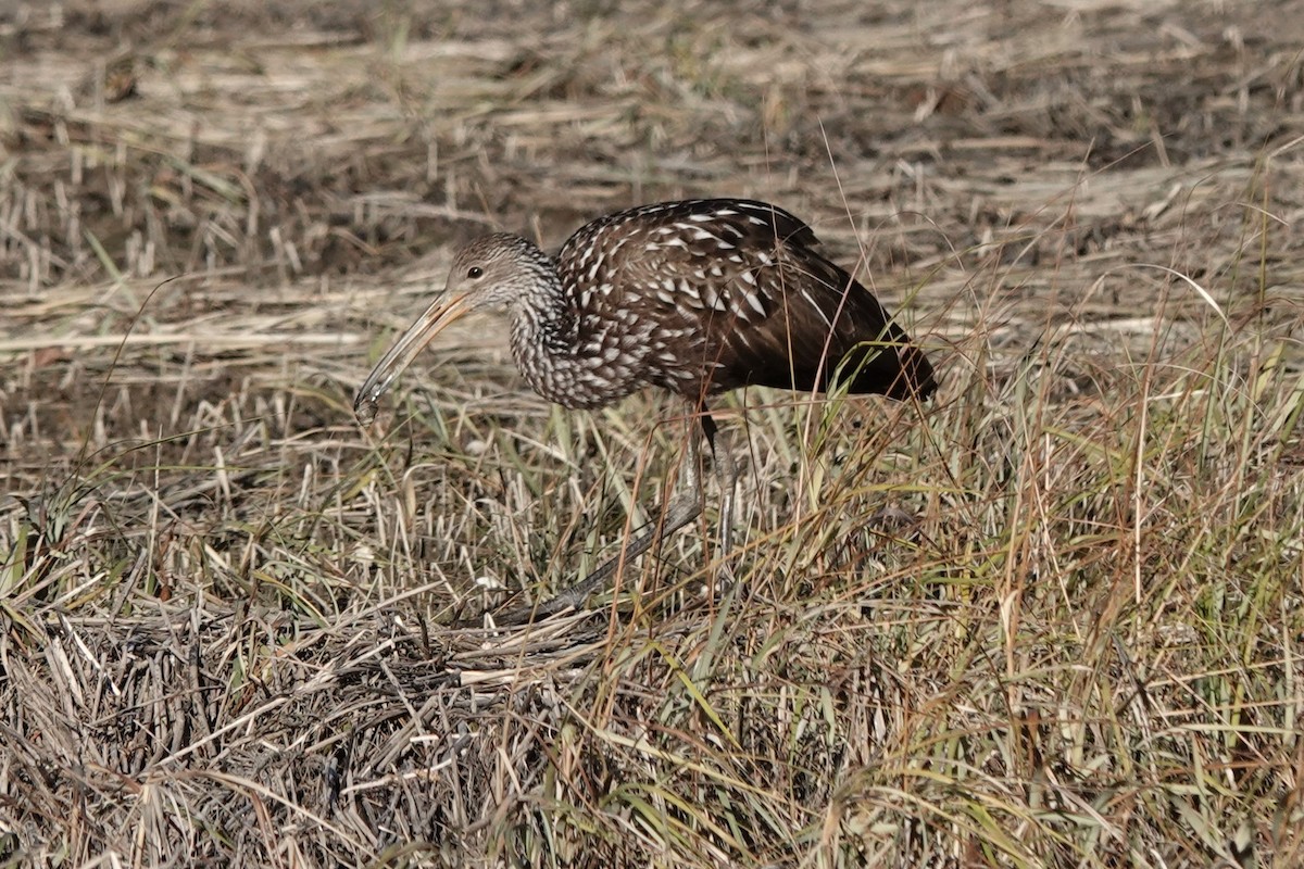 Limpkin (Speckled) - ML646207575
