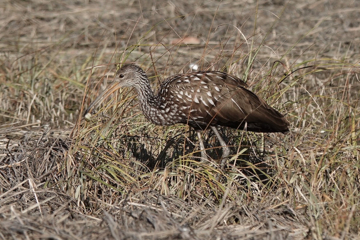 Limpkin (Speckled) - ML646207576
