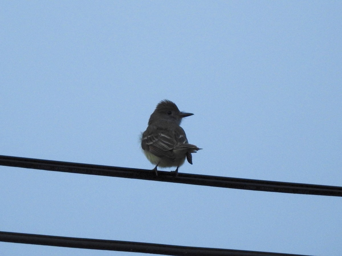 Sarı Karınlı Sinekkapan - ML646207577