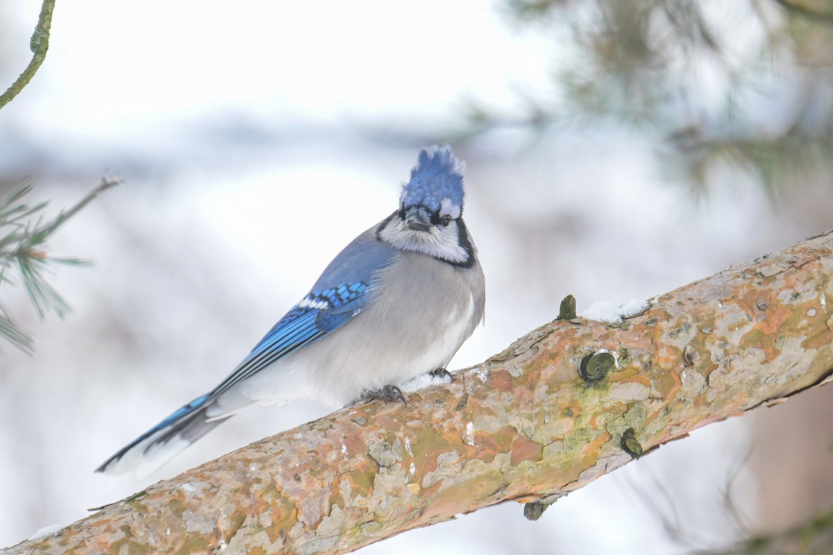 Blue Jay - ML646207578