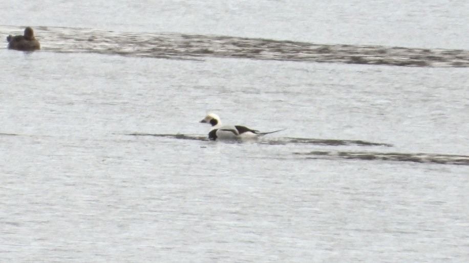 Long-tailed Duck - ML646207582