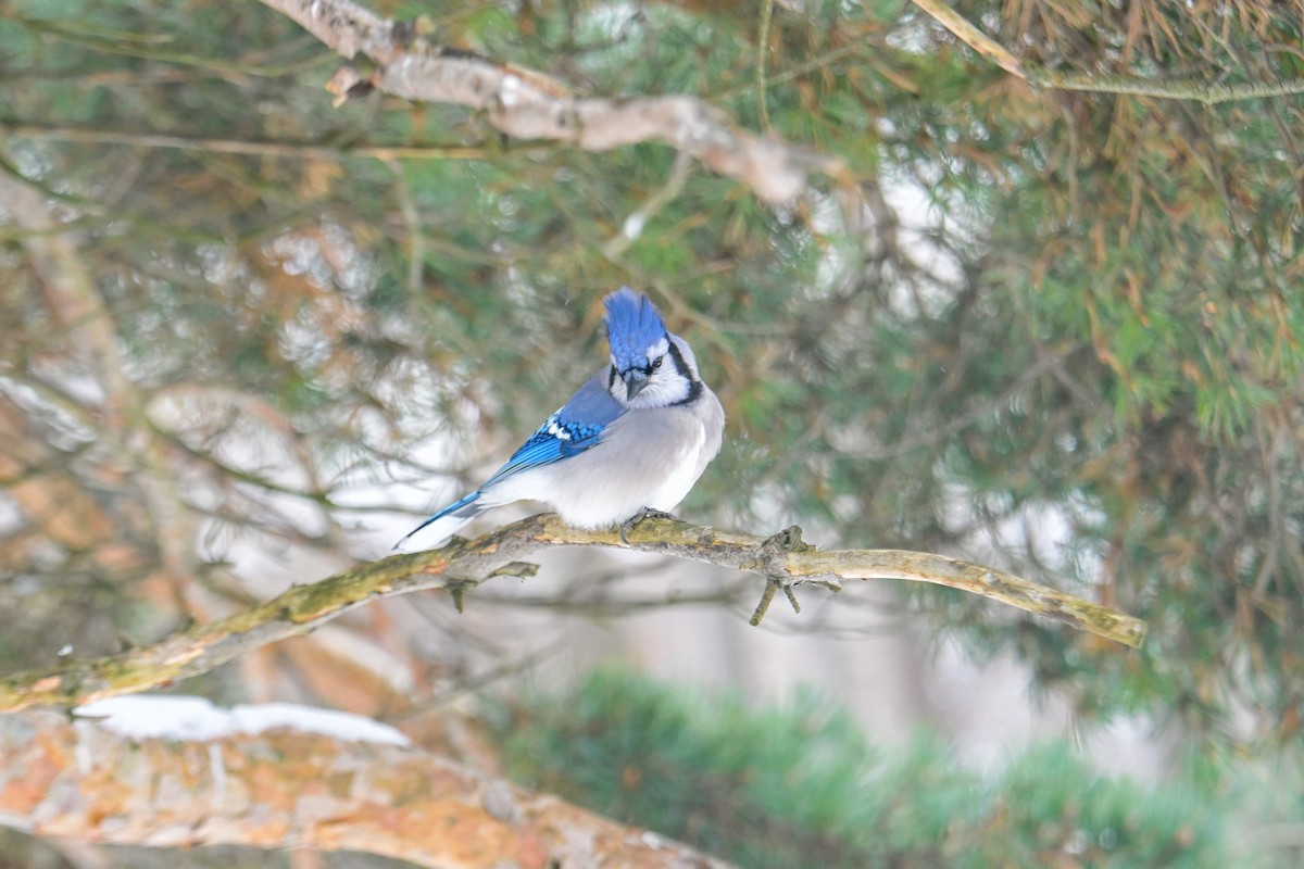 Blue Jay - ML646207584