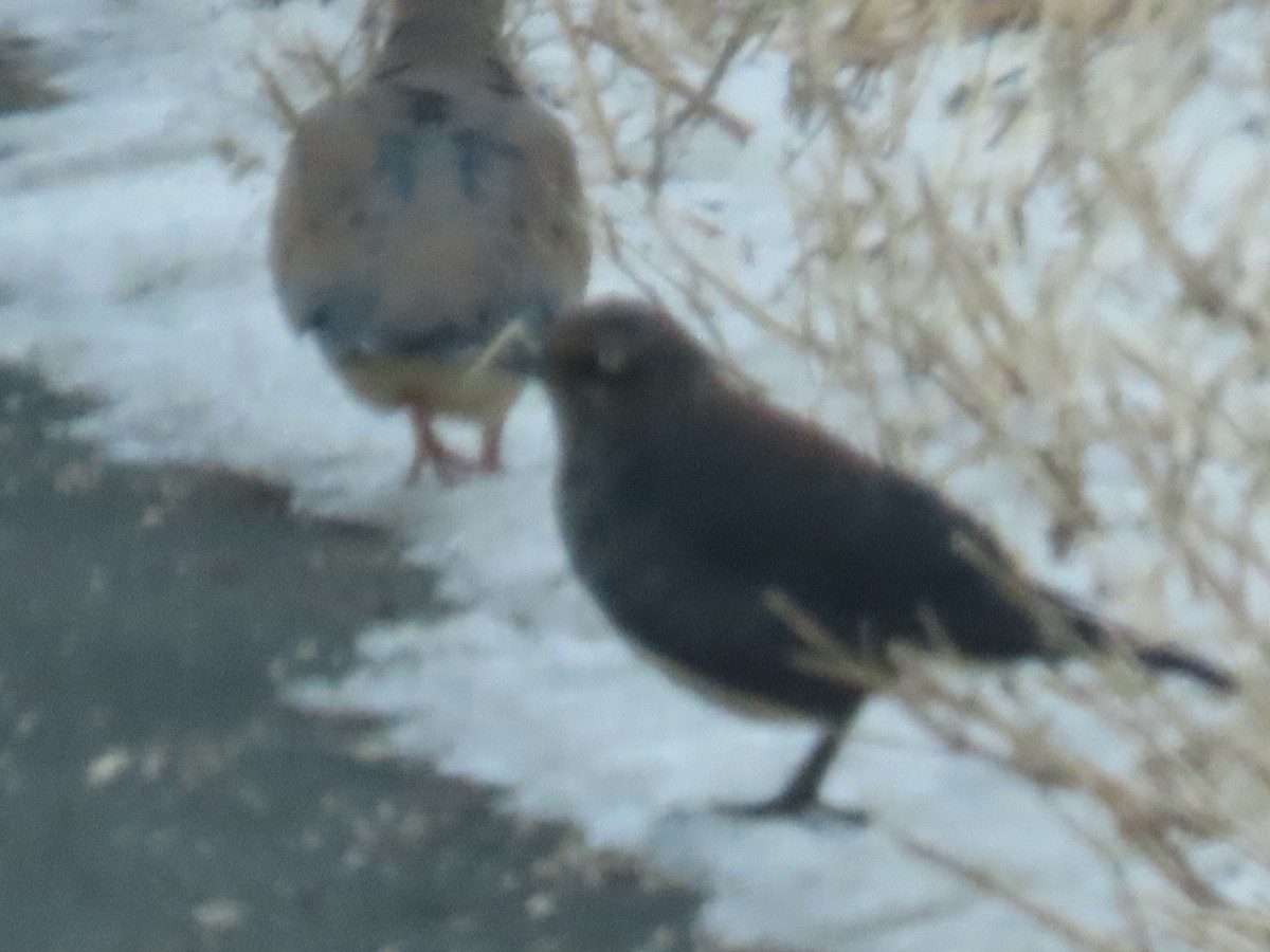 Brewer's Blackbird - ML646207586