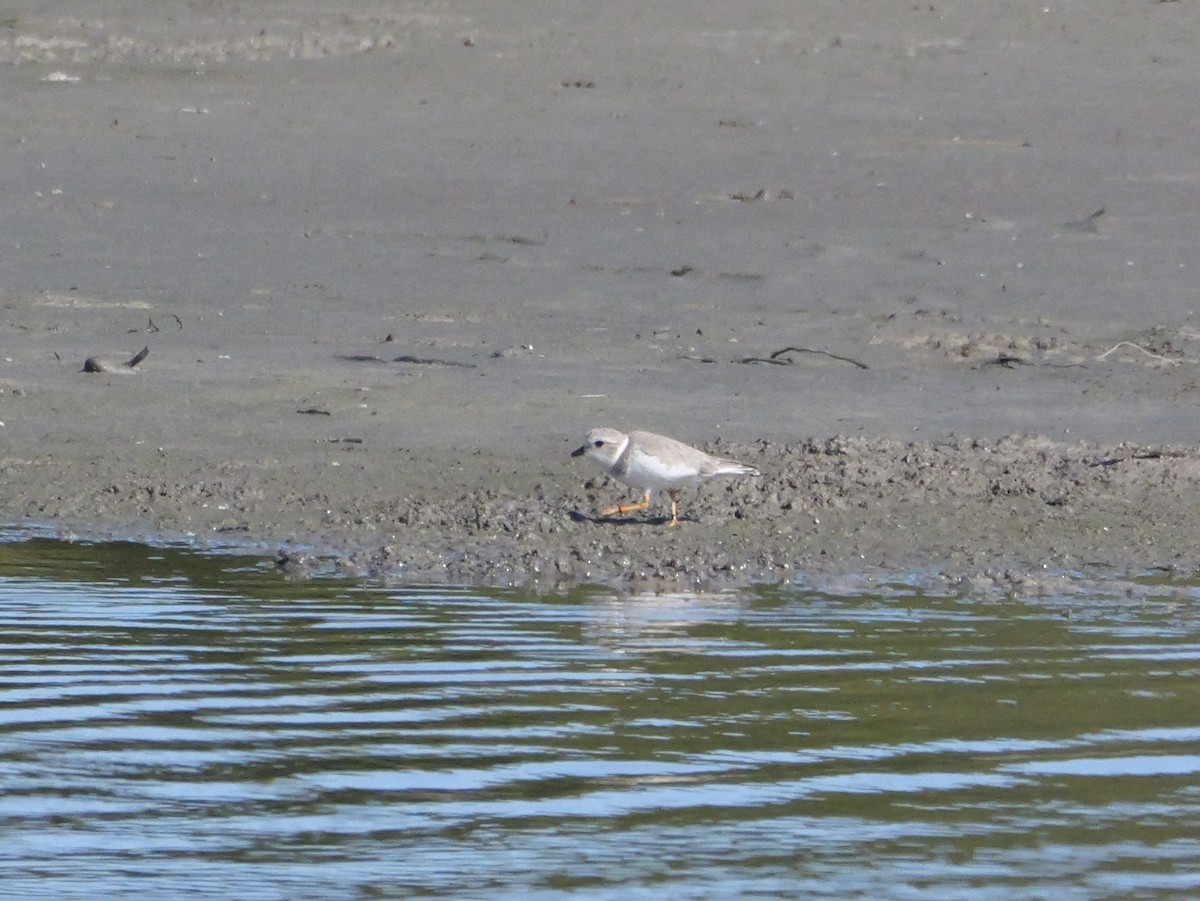 Piping Plover - ML646207590