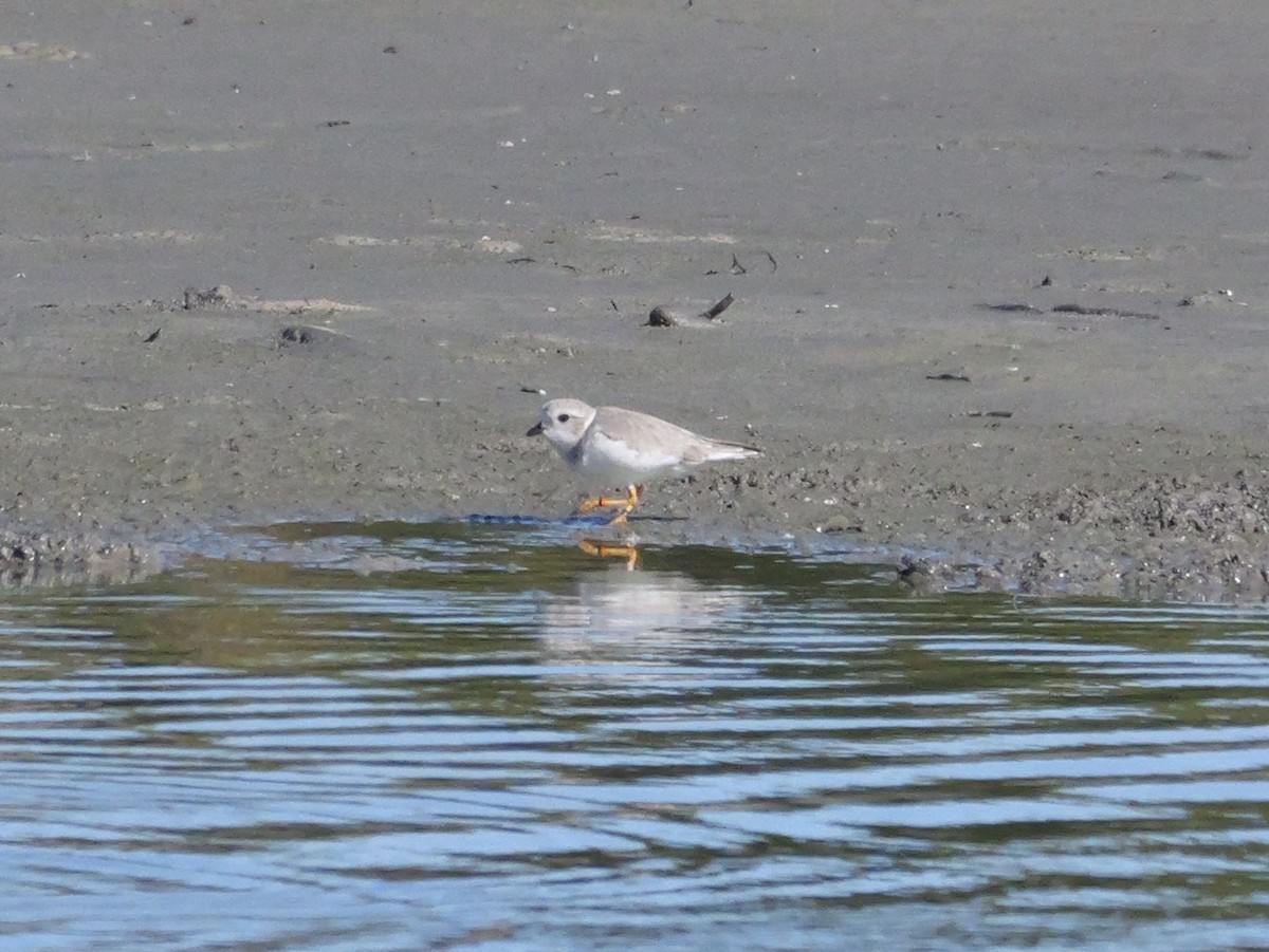 Piping Plover - ML646207591