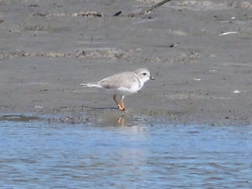 Piping Plover - ML646207592