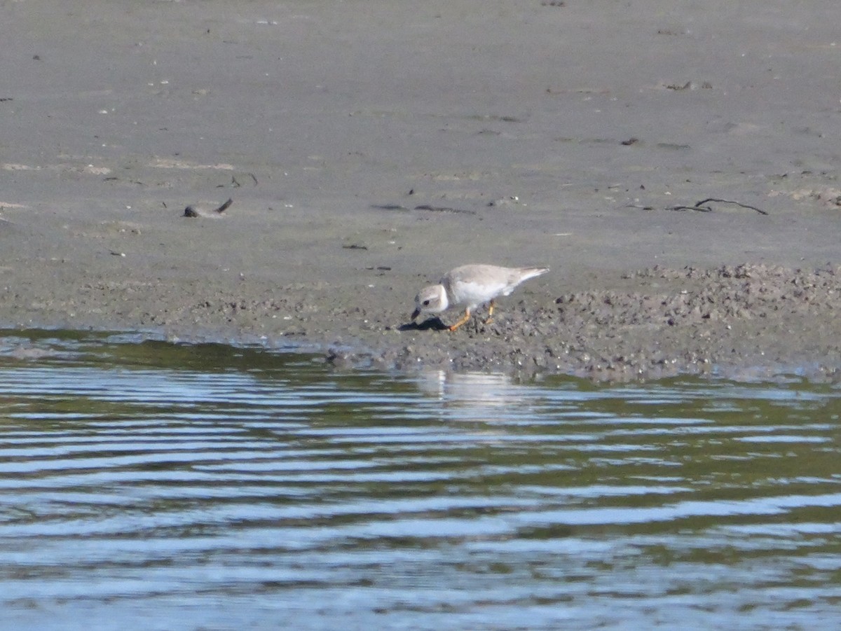 Piping Plover - ML646207593