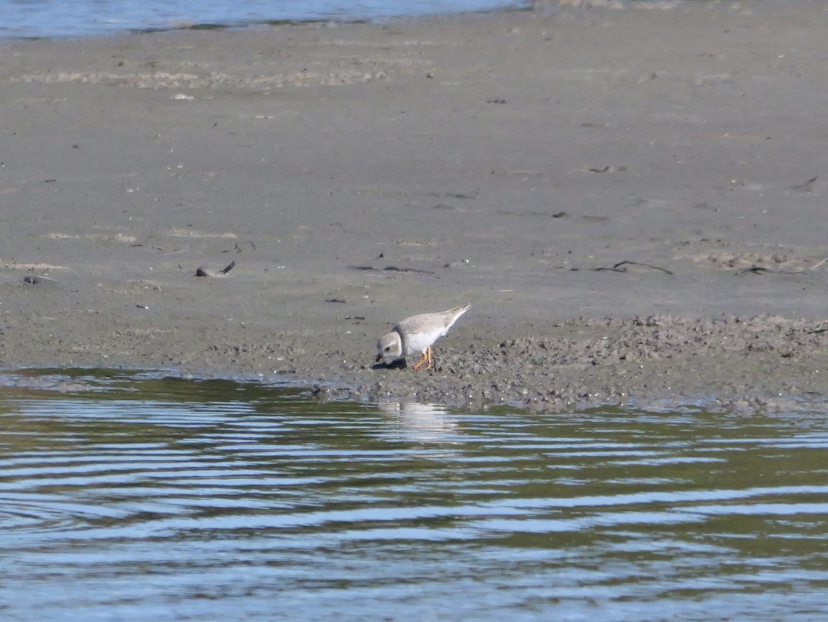 Piping Plover - ML646207594